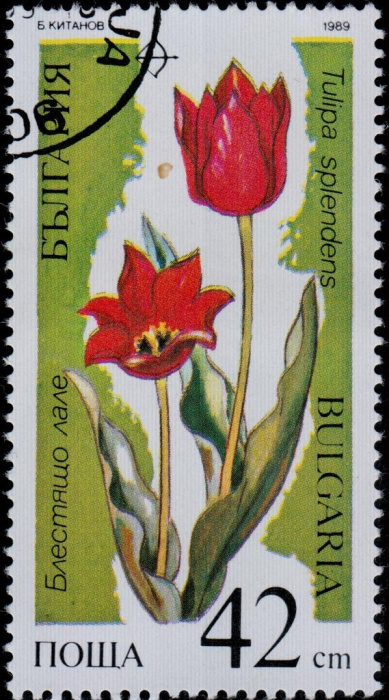 (1989-014) Марка Болгария &quot;Тюльпан чия&quot;   Исчезающие растения III Θ